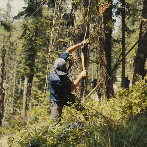 A worker digging in the forest